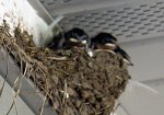 3 baby swallows in nest
