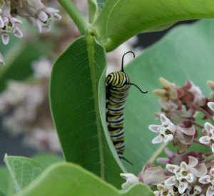 Monarch Catepillar munching on milkweed