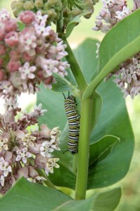 Monarch catepillar on milkweed